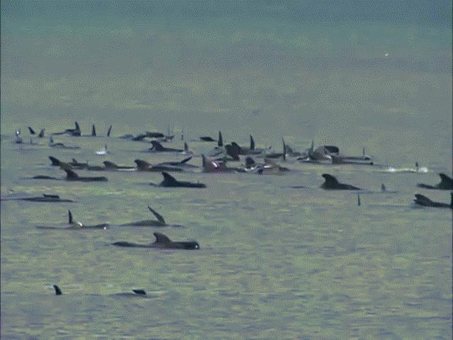 Video: 270 cá voi hoa tiêu cùng mắc cạn ở Úc, chưa từng thấy trong 10 năm
