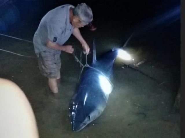 Tin tức 24h qua: Cá mập khủng dạt vào bờ sông Bến Hải
