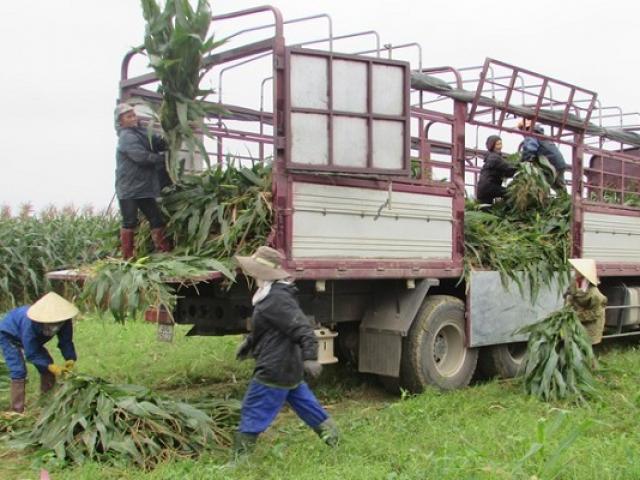 Chuyện lạ: Nông dân trồng ngô không lấy hạt, thương lái lùng tận ruộng “hốt” cả cây