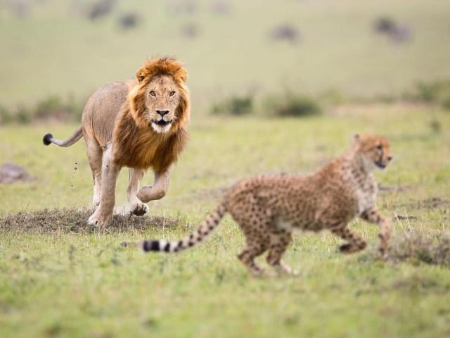 Tự tin với tốc độ ”khủng”, báo đốm nhận ”quả đắng” khi gặp sư tử khôn ngoan