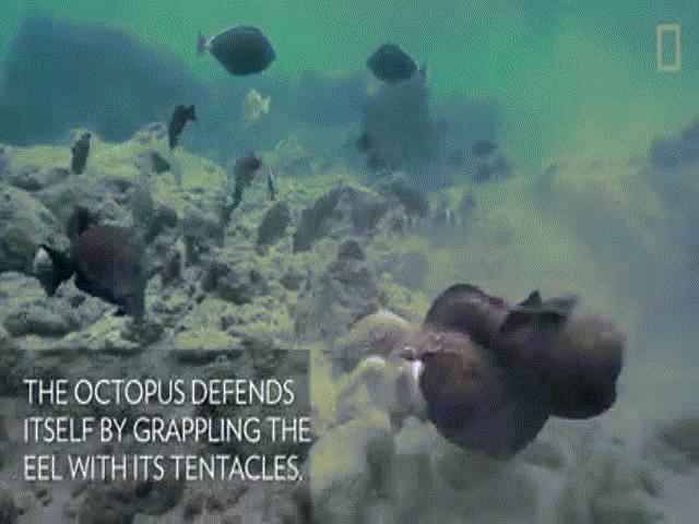 Video: Cá chình Moray quyết ”một sống một còn” với bạch tuộc