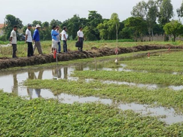 Nông dân Việt kiếm cả trăm triệu nhờ trồng loại cây ”lớn như thổi”