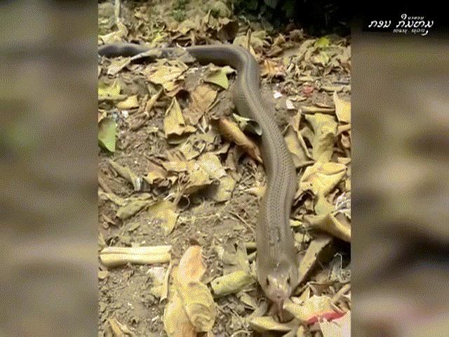 Video: Tấn công gà mẹ đang ấp trứng, rắn hổ mang đất hoang mang khi gặp đúng đối thủ ”cứng cựa”