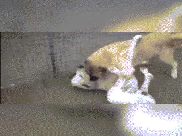 Video: Chó ngao Pakistan đối đầu với chó Kangal, kết quả không ai ngờ