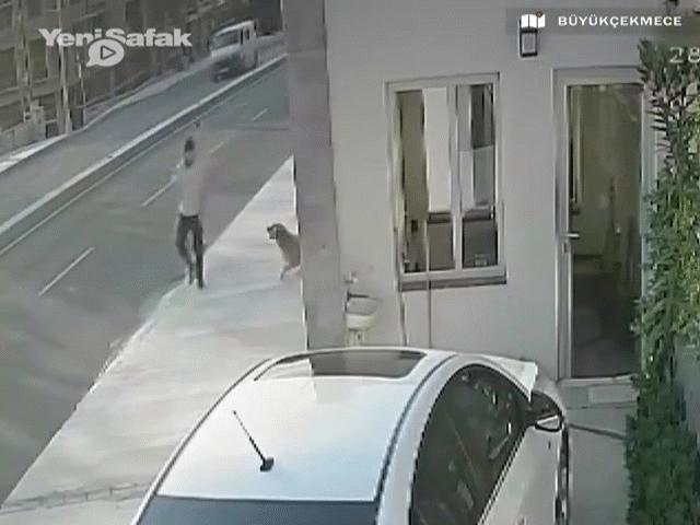 Video: Nhảy xuống đường né chó cắn, nam thanh niên bị xe ô tô đâm kinh hoàng