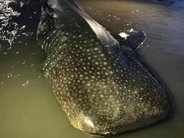 Cá lạ nặng 1 tấn dạt vào Nghệ An: Một trong những loài cá lớn nhất thế giới