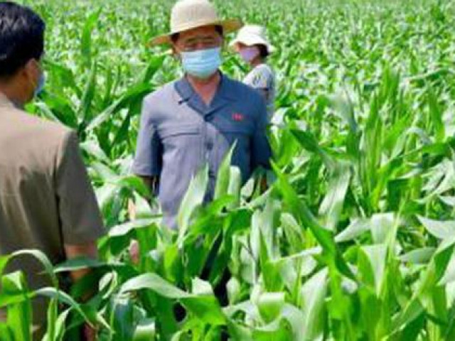 Triều Tiên thừa nhận thiếu lương thực trầm trọng