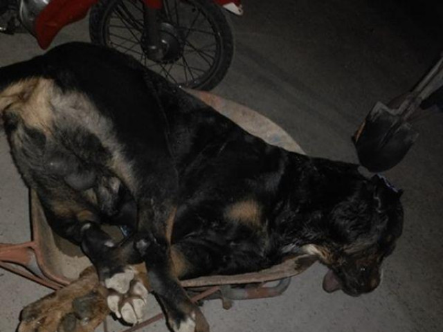 Kinh hãi cảnh chó Pitbull nặng gần 60kg bị rắn hổ mang cắn chết tại chỗ