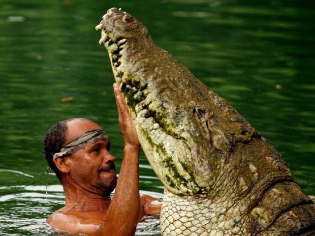 Nuôi cá sấu ”quái vật” hơn 400 kg, vừa thả đi hôm sau thấy điều không ngờ