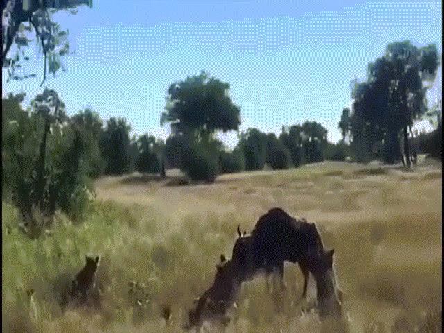 Video: Một mình đối đầu đàn sư tử, linh dương đầu bò thoát chết nhờ chiêu đặc biệt