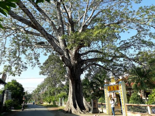 Cây trôm mõ ở đâu được công nhận là cây Di sản Việt Nam năm 2016?