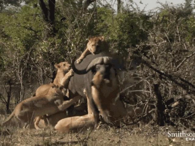 Sư tử ”gọi hội” đông nghịt quyết truy sát trâu rừng khổng lồ