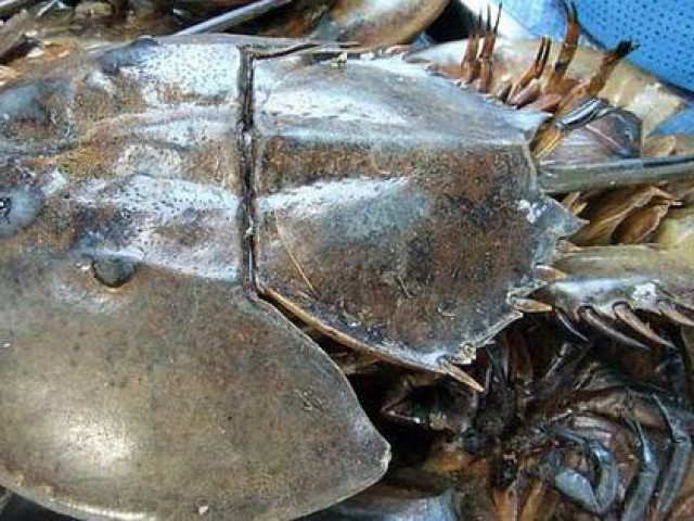 Sam biển ”bò” về Hà Nội giá đã 1 triệu đồng/đôi, nhưng máu của nó còn có giá cao khủng khiếp gấp trăm lần