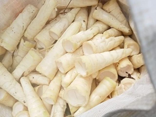 Đi tìm “lộc rừng” vào mùa mưa, người dân vùng núi kiếm tiền triệu mỗi ngày