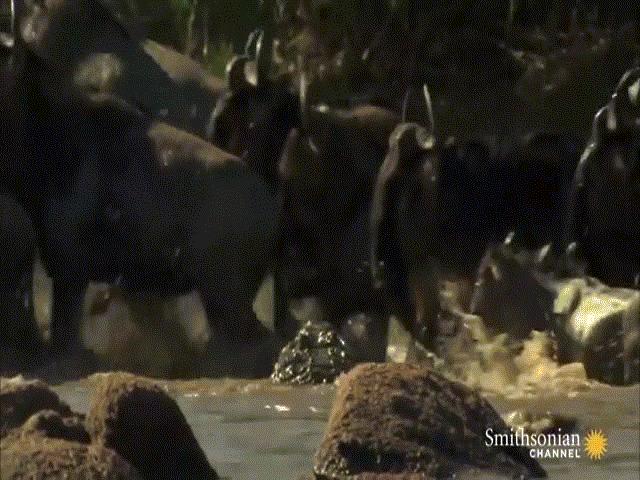 Video: Kết thành đoàn, linh dương đầu bò vẫn bị cá sấu ra đòn chớp nhoáng, hạ gục trong nháy mắt