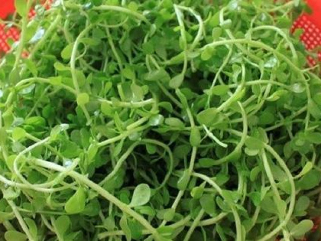 Loại rau được dân Việt truyền tai nhau ”đắt mấy cũng phải ăn ít nhất 1 lần trong đời”