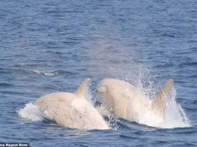 Video: Lần đầu tiên hai cá voi sát thủ trắng siêu hiếm lộ diện ngoài khơi Nhật Bản