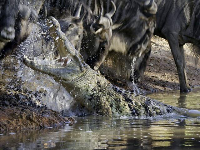 Linh dương đầu bò ”điên cuồng” vượt sông ngay trước mặt cá sấu và cái kết