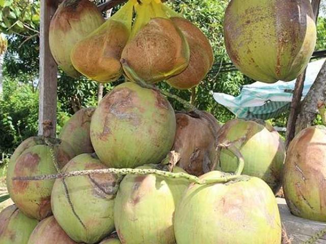 Quả dừa có giá 300.000 đồng và đây là lý do