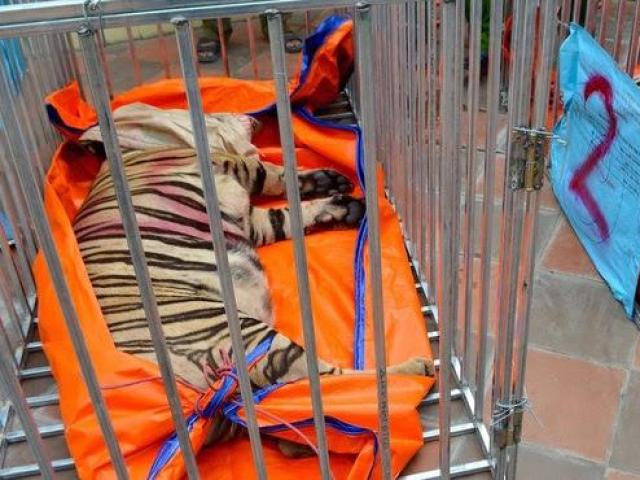 Vụ phát hiện 17 con hổ lớn trong khu dân cư: 8 con hổ đã chết