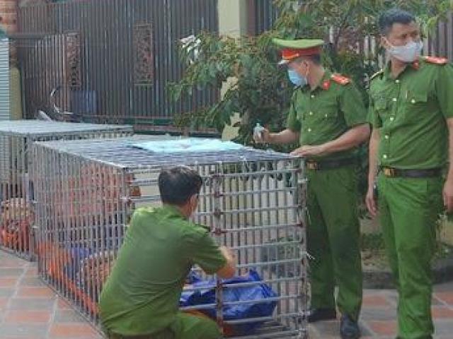 Khởi tố bị can, bắt tạm giam người nuôi nhốt 14 con hổ tại nhà