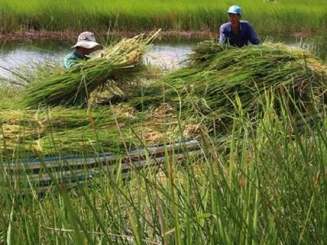 Cây ở Việt Nam, trước xem là cỏ dại, giờ trồng kiếm cả trăm triệu