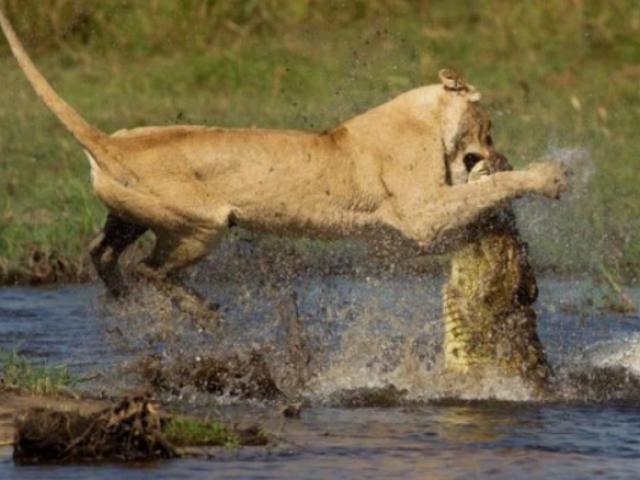 Tận mắt những cuộc chiến ác liệt tranh giành mồi giữa sư tử và cá sấu