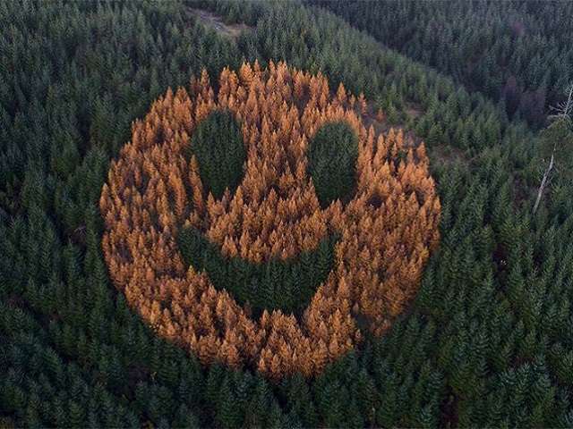 Khu rừng có hình mặt cười, chỉ nhìn thôi cũng đã thấy hạnh phúc