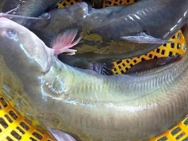 Loại cá đặc sản từng tiến Vua ở Việt Nam đang được bán với giá siêu rẻ, chỉ 85.000 đồng/kg