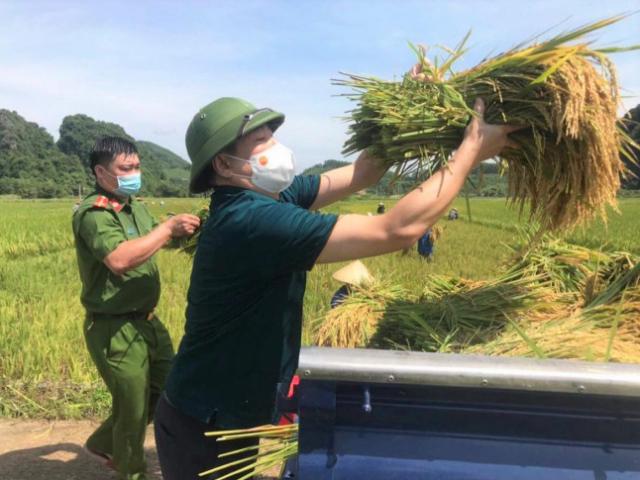 Bí thư huyện ở Thanh Hóa xuống đồng giúp dân gặt lúa chạy bão số 5
