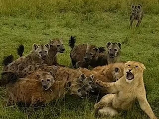 Video: Sư tử cái bị bầy linh cẩu cắn xé, phút cuối cứu tinh tới giúp lật ngược tình thế