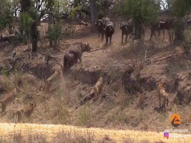 Video: Lọt vào vòng vây của sư tử, trâu rừng được ”500 anh em” đến giải cứu