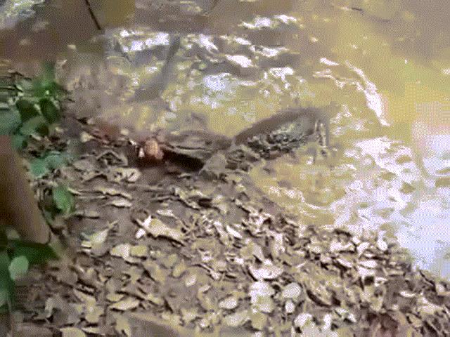 Cá sấu bị cá chình phóng điện giật giãy đành đạch