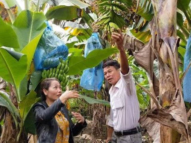 Trồng chuối Laba, nông dân Lâm Đồng thu lãi sòn sòn nửa tỷ/ha