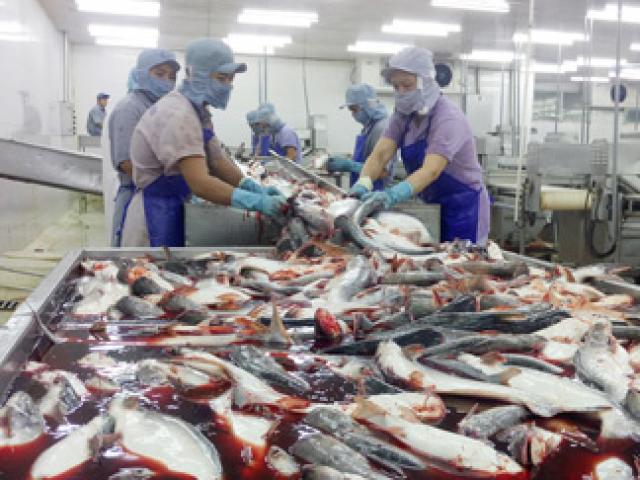 Mỹ, EU “ăn mạnh” cá tra Việt sau 3 năm không thấy ”lối thoát”