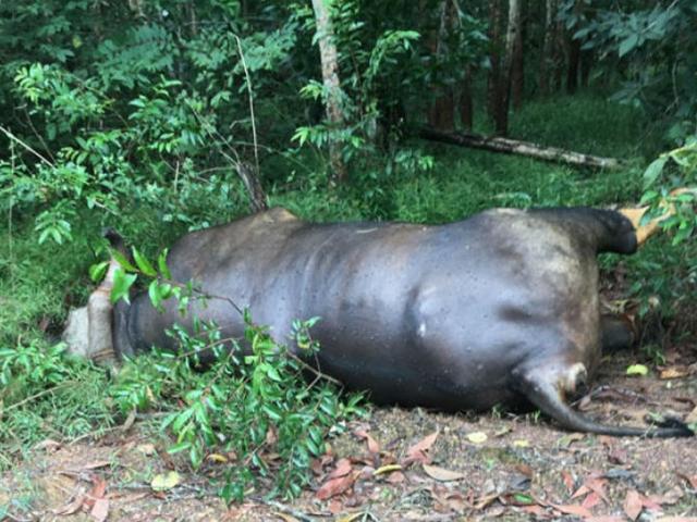 Bò tót 700kg chết trong rừng sau khi bị ô tô tông