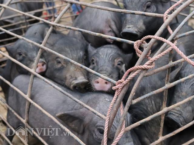 Đặc sản lợn ”cắp nách” ở chợ phiên chợ vùng cao nơi núi rừng Sơn La