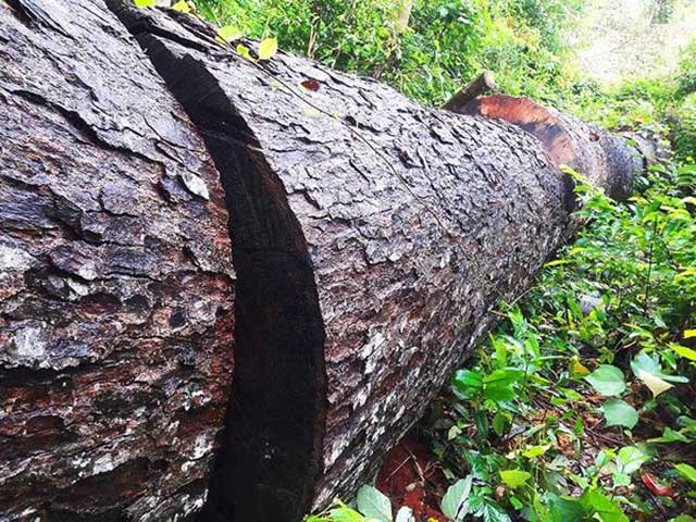 Hy hữu, hạ sát 32 cây rừng để ”chặn” đường lâm tặc