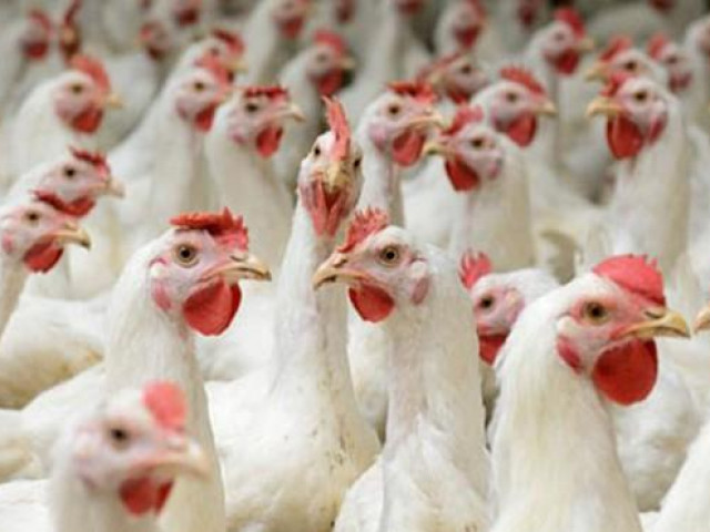 Lo gà nhập khẩu đánh bật gà nội, Cục trưởng Chăn nuôi nói “không sợ”