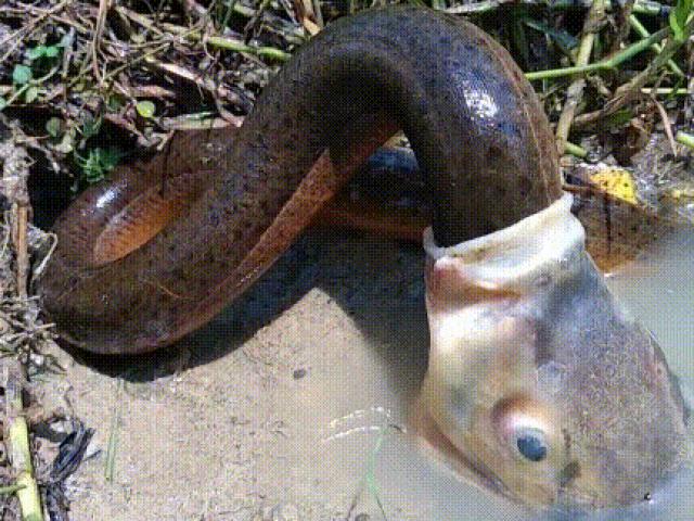 Cá chép cố tình nuốt lươn ”khủng” vào bụng và cái kết đầy bất ngờ