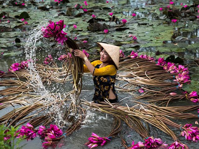 Ghé An Giang mùa nước nổi, mê mẩn ngắm cánh đồng hoa súng đẹp như mơ