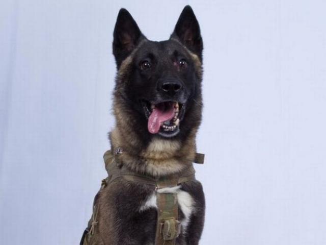 Số phận chú chó anh hùng dồn thủ lĩnh tối cao IS vào đường cùng