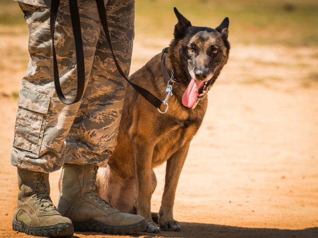 Bí mật về đội chó đa nhiệm ‘không bao giờ sủa’ của đặc công Delta, Mỹ