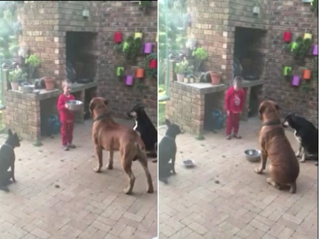 Cậu bé khiến 3 chú chó to lớn răm rắp nghe lời gây sốt