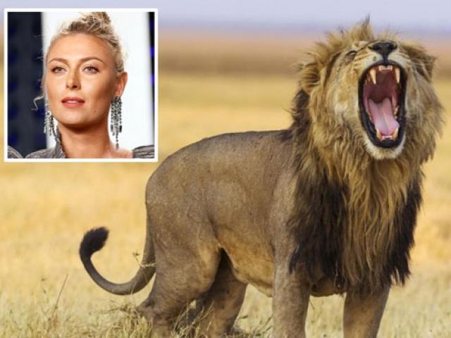 “Búp bê Nga” Sharapova dấn thân vào hiểm địa chạm trán sư tử tại Nam Phi