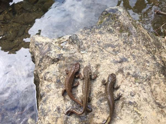 How rare is the "strange" fish with legs recently discovered in Cao Bang?