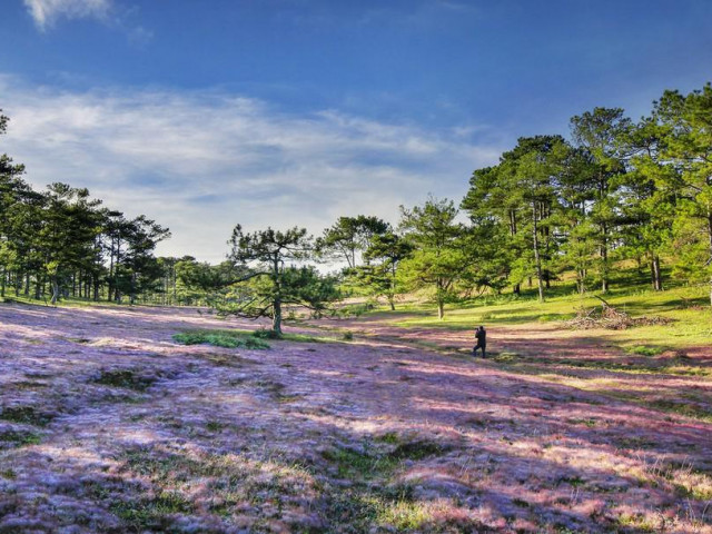 Săn ảnh mùa cỏ hồng Lang Biang – Đà Lạt
