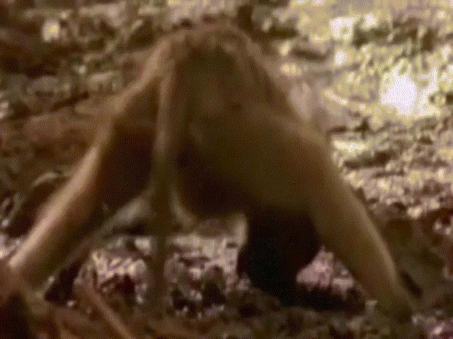 Video: Khỉ bị cá sấu ngoạm đầu lôi xuống sông và kết cục kịch tính