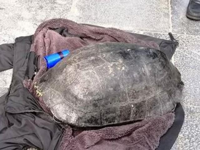 Ly kỳ chuyện tìm được người thân mất tích 5 năm sau vụ bế rùa “khủng” ở Hồ Gươm lên bờ