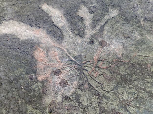 Hóa thạch ”rừng ma” cổ quái nhất thế giới lộ diện ở New York